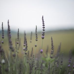 Meet your Posher, Kami